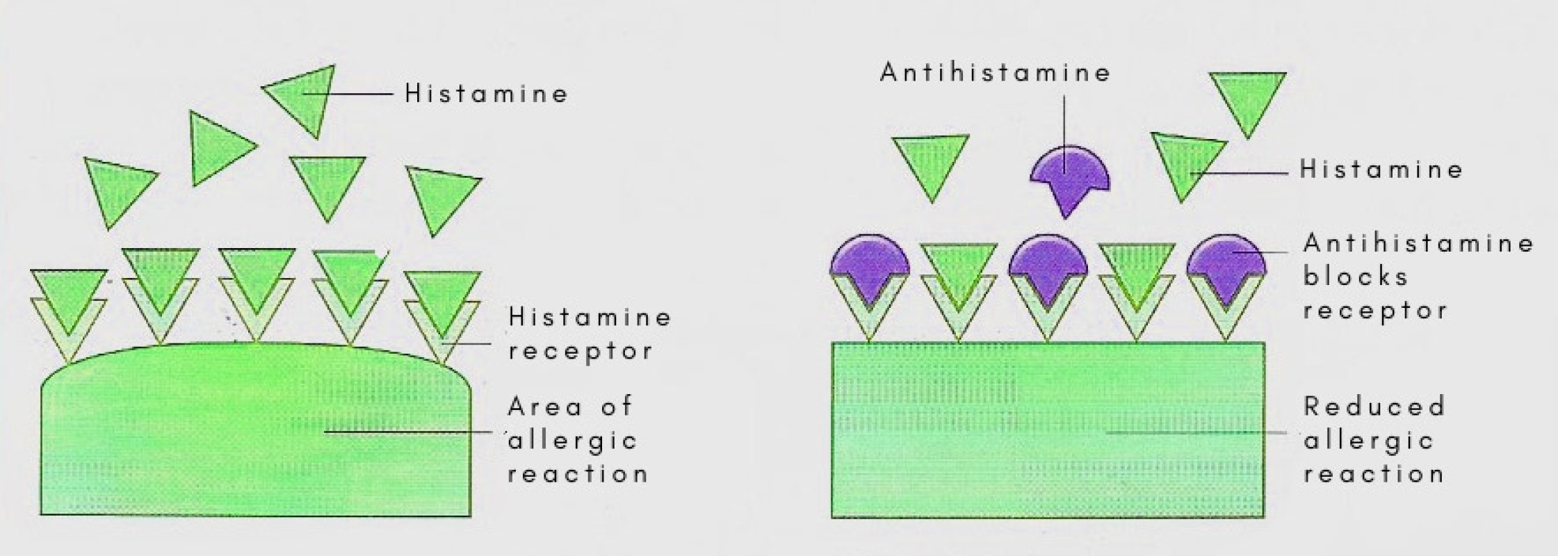 Antihistamines block histamine receptors