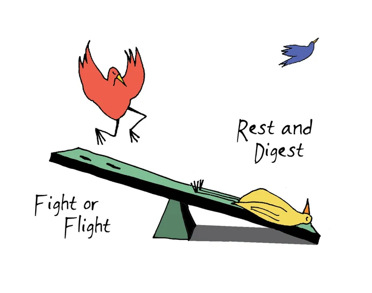 Fight or Flight | Rest and Digest